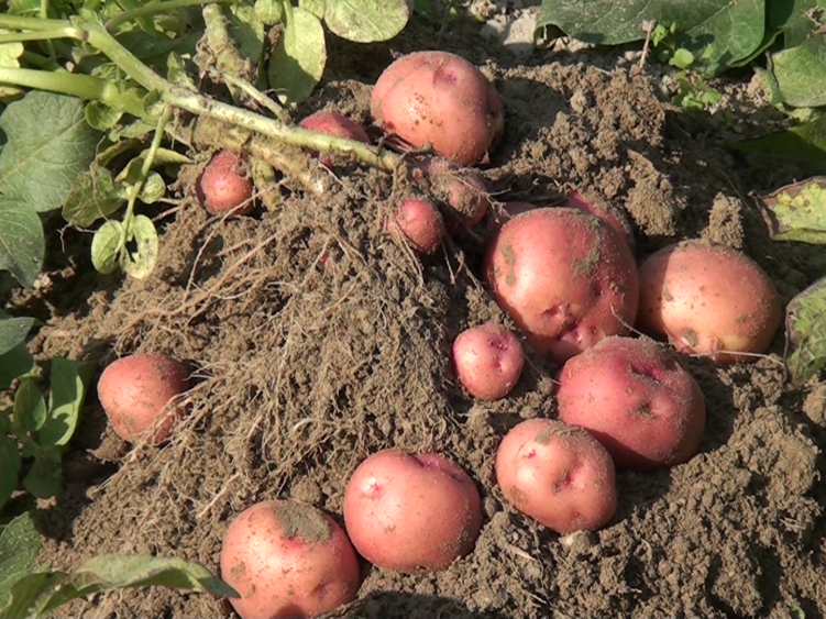 कनकासुन्दरीमा आलुखेतीको आकर्षण